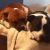 Robyn M - Review for Pet Hosting in Australia