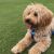 Sonia K - Review for Pet Hosting in Australia