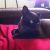 Megan F - Review for Pet Hosting in Australia