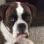 Rachel M - Review for Pet Hosting in Australia