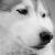 Sheridan D - Review for Pet Hosting in Australia