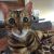 Jill A - Review for Pet Hosting in Australia