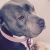 jo c - Review for Pet Hosting in Australia