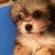 Suzanne R - Review for Pet Hosting in Australia