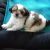 Nancy C - Review for Pet Hosting in Australia
