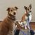 Josh M - Review for Pet Hosting in Australia