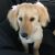 Fiona C - Review for Pet Hosting in Australia