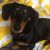 Nicki D - Review for Pet Hosting in Australia