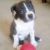 Jessica D - Review for Pet Hosting in Australia