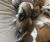Richard G - Review for Pet Hosting in Australia