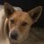 Geoffrey M - Review for Pet Hosting in Australia
