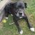 Kara N - Review for Pet Hosting in Australia