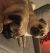 Amy W - Review for Pet Hosting in Australia