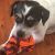 Andrea F - Review for Pet Hosting in Australia