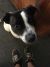 Denise S - Review for Pet Hosting in Australia