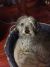 Jackie G - Review for Pet Hosting in Australia