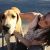 Kathryn S - Review for Pet Hosting in Australia