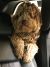 Cherie H - Review for Pet Hosting in Australia