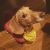 Jessie D - Review for Pet Hosting in Australia
