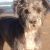 Missy M - Review for Pet Hosting in Australia