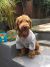Kieran M - Review for Pet Hosting in Australia