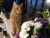 Jodi E - Review for Pet Hosting in Australia