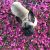 Danica R - Review for Pet Hosting in Australia