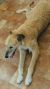 Mathew C - Review for Pet Hosting in Australia
