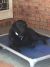 Leanne R - Review for Pet Hosting in Australia