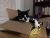 helen r - Review for Pet Hosting in Australia