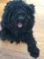 STEFANIE K - Review for Pet Hosting in Australia