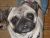 James E - Review for Pet Hosting in Australia