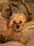 Lynne S - Review for Pet Hosting in Australia