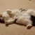 Barbara K - Review for Pet Hosting in Australia