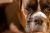 Kathryn B - Review for Pet Hosting in Australia