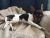 Claudine S - Review for Pet Hosting in Australia