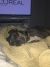 Rhiannon W - Review for Pet Hosting in Australia