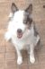 Kim T - Review for Pet Hosting in Australia