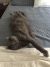 Michelle R - Review for Pet Hosting in Australia
