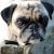 Omar D - Review for Pet Hosting in Australia