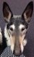 Shobha A - Review for Pet Hosting in Australia