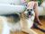 Felicity M - Review for Pet Hosting in Australia