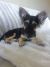 Carlyzia C - Review for Pet Hosting in Australia