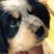 Nicole K - Review for Pet Hosting in Australia
