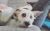 Krista C - Review for Pet Hosting in Australia