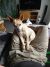 Sam N - Review for Pet Hosting in Australia