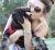 Kailah K - Review for Pet Hosting in Australia