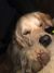 elizabeth f - Review for Pet Hosting in Australia