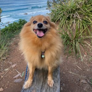 Picture of Pistachio