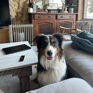 Picture of Alfie